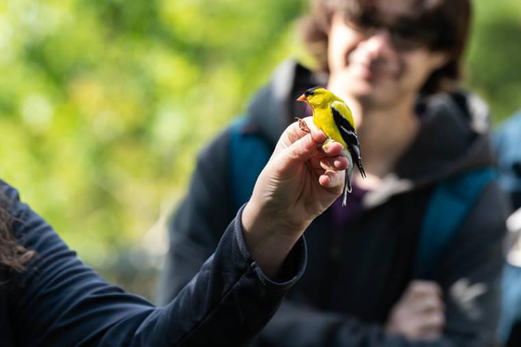 Goldfinch